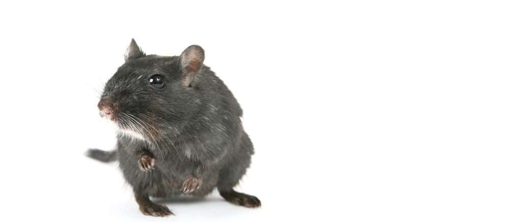 tikus