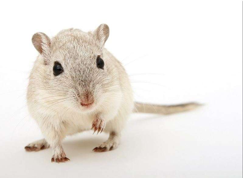 gambar tikus putih Insekta