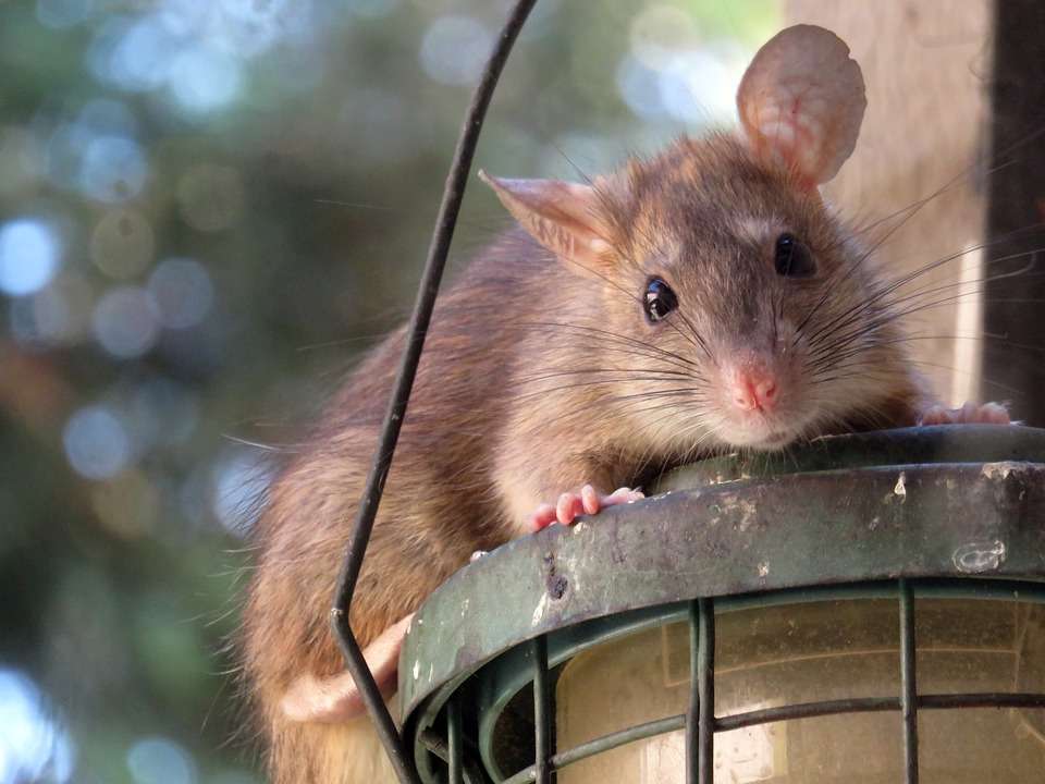 Tanda Kehadiran tikus - Insekta Pest Control