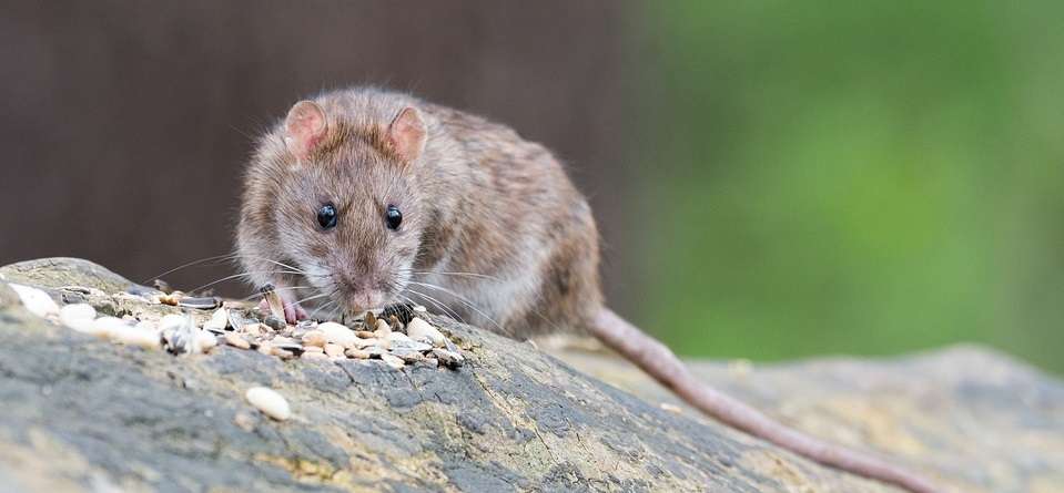 Tanda kehadiran tikus | Insekta Pest Control