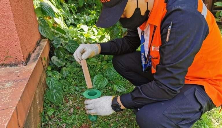 Read more about the article Tindakan Awal Saat Rumah atau Bangunan Kena Rayap