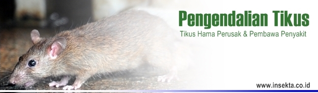 Tikus Hama Perusak & Menyebarkan Penyakit