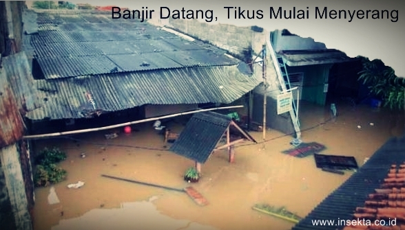 banjir datang, tikus mulai menyerang