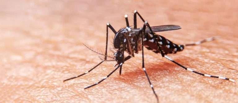 Read more about the article Jasa Pembasmi Nyamuk, Alasan Harus Menggunakannya