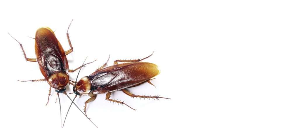 insekta pest control pembasmi kecoa