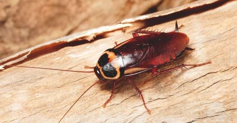 Read more about the article Mengenal lebih jauh Tentang kecoa dan Mitos Tentangya!