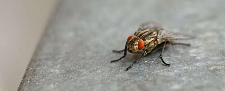 Read more about the article 5 jenis Lalat yang Berbahaya