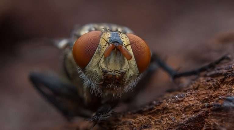 Read more about the article 6 Tumbuhan Pemakan Serangga