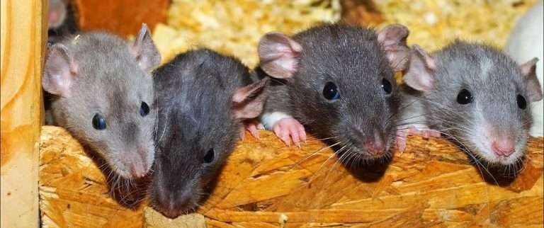 Read more about the article Cara Membuat Parfum Pengusir Tikus