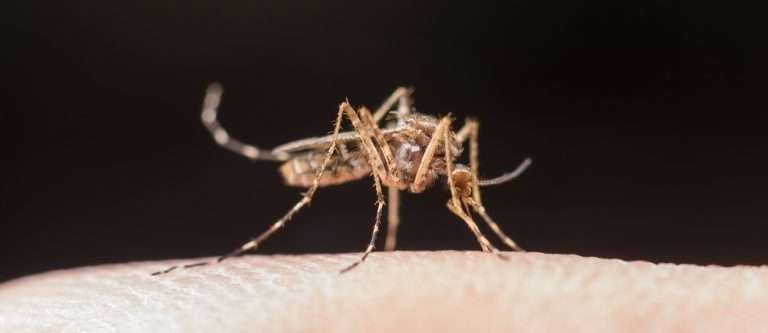 Read more about the article Demam DBD: Pengertian, Gejala dan Cara Mencegahnya