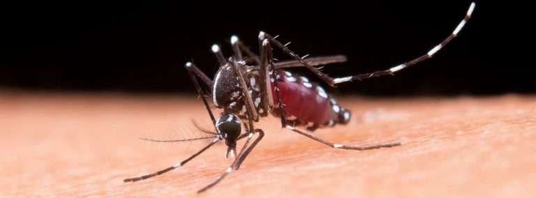 Read more about the article Penyebab DBD dan Cara Mencegahnya