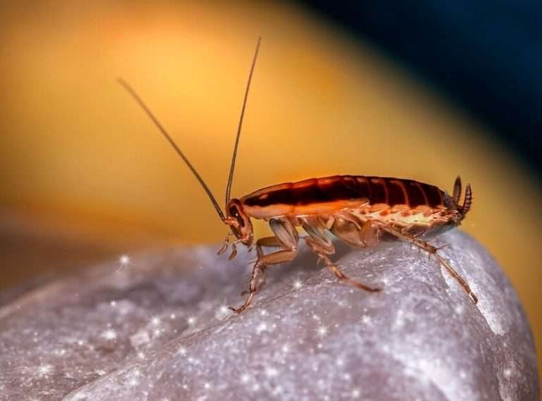 Read more about the article Solusi Efektif Mengendalikan Kecoa