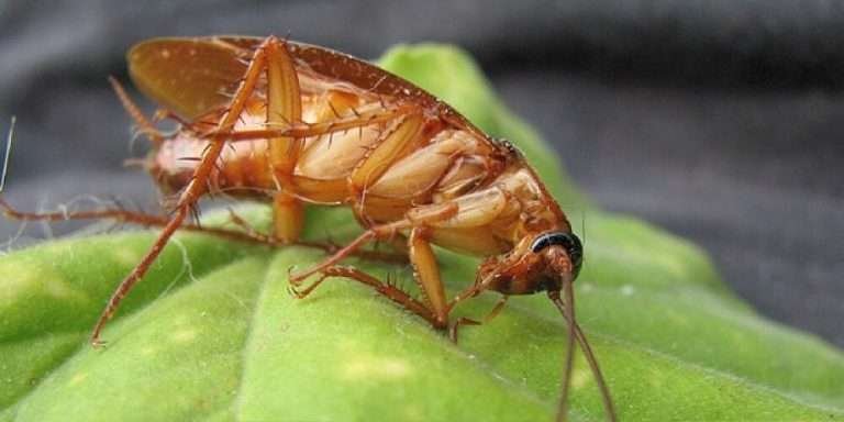 Read more about the article Cara Mengusir Kecoa Paling Efektif