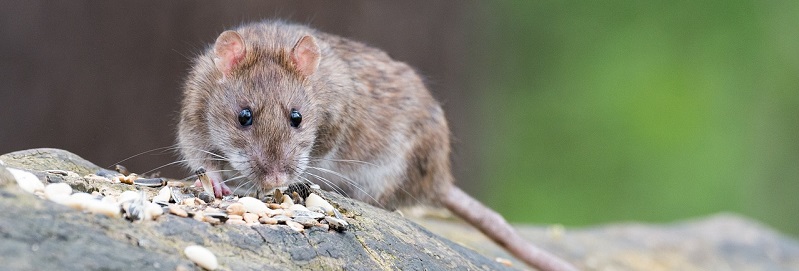 Cara Mengusir Tikus - Insekta Pest Control