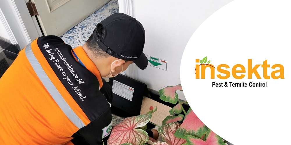 Jasa Pembasmi Tikus di Palembang - Insekta