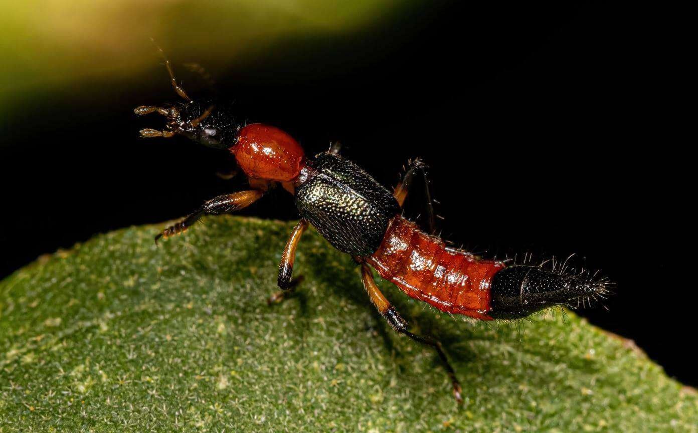 You are currently viewing Cara Mengusir Semut Tomcat Paling Efektif