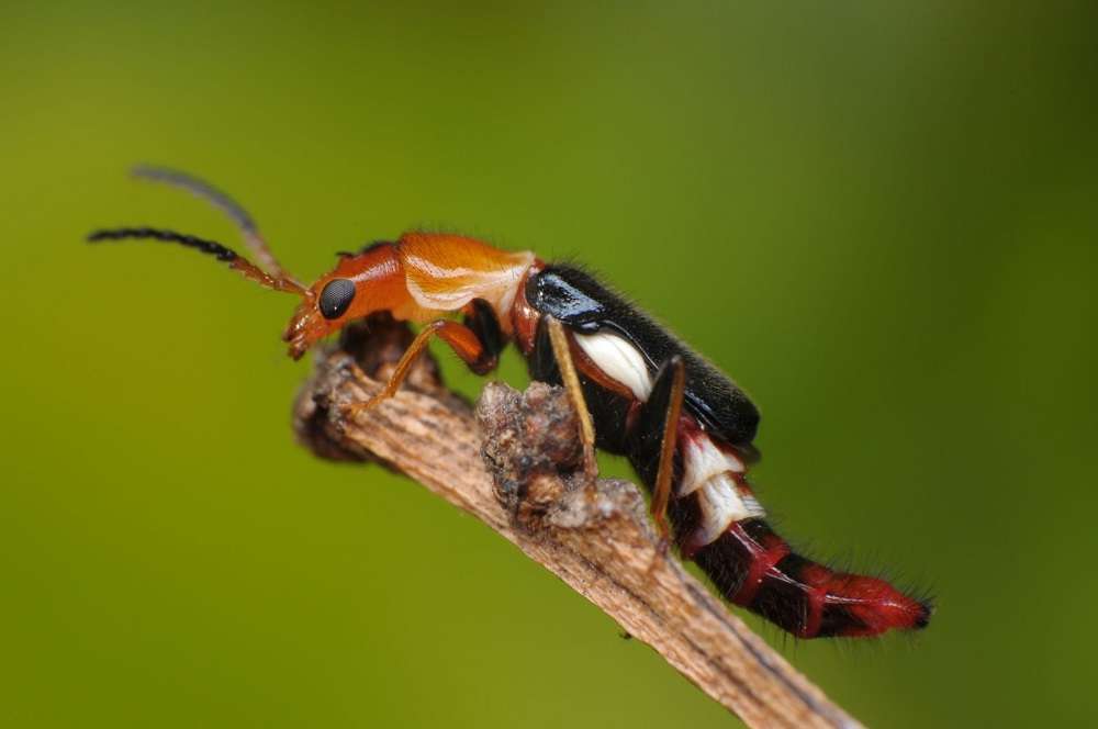 semut tomcat | Insekta Pest Control