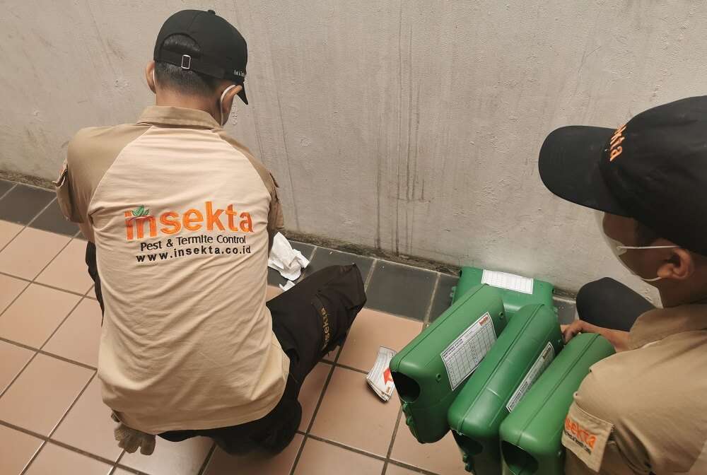 Jasa pembasmi tikus di Bali | Insekta Pest Control