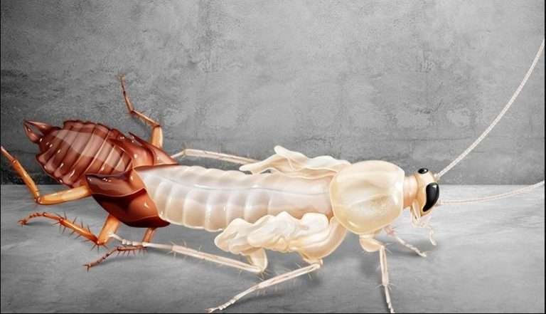 Read more about the article Mengenal Kecoa Putih: Warna, Bentuk & Ciri Khasnya