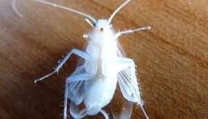 kecoa albino | pest control Insekta