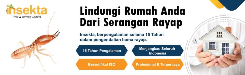 jasa anti rayap insekta