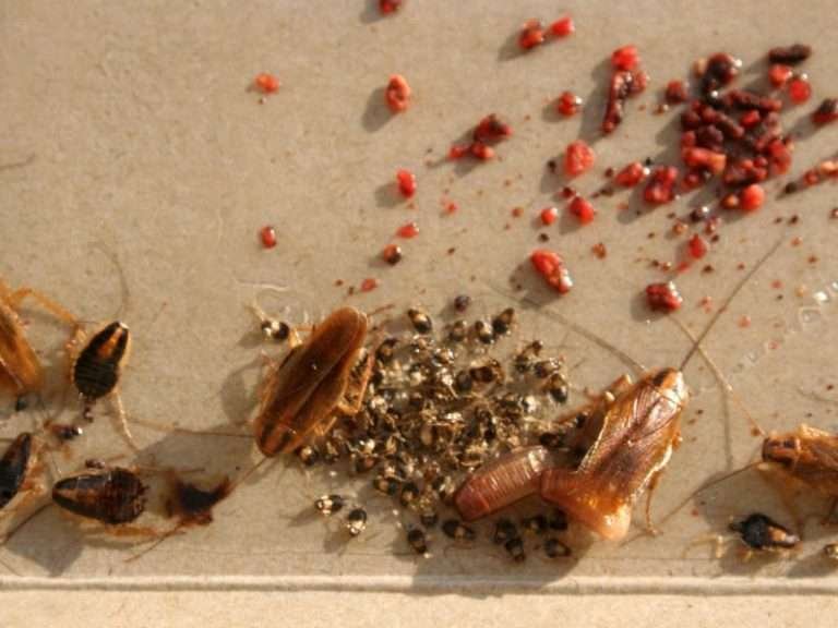 Read more about the article 5 Cara Sederhana Untuk Membasmi Kecoa Kecil di Rumah Anda