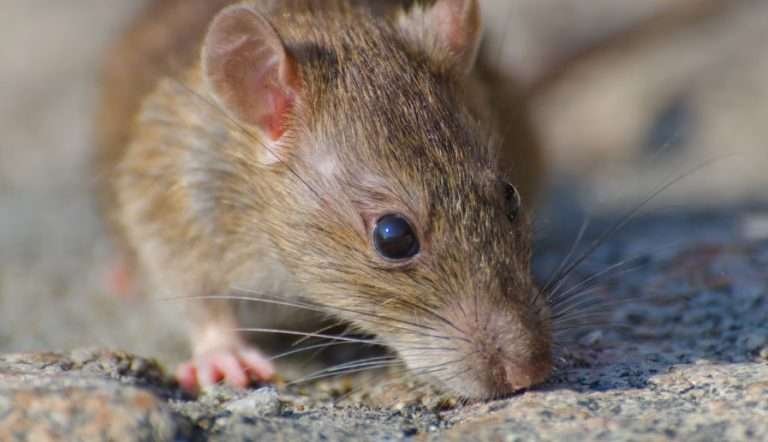 Read more about the article Cara Alami Mencegah dan Mengusir Tikus di Bangunan