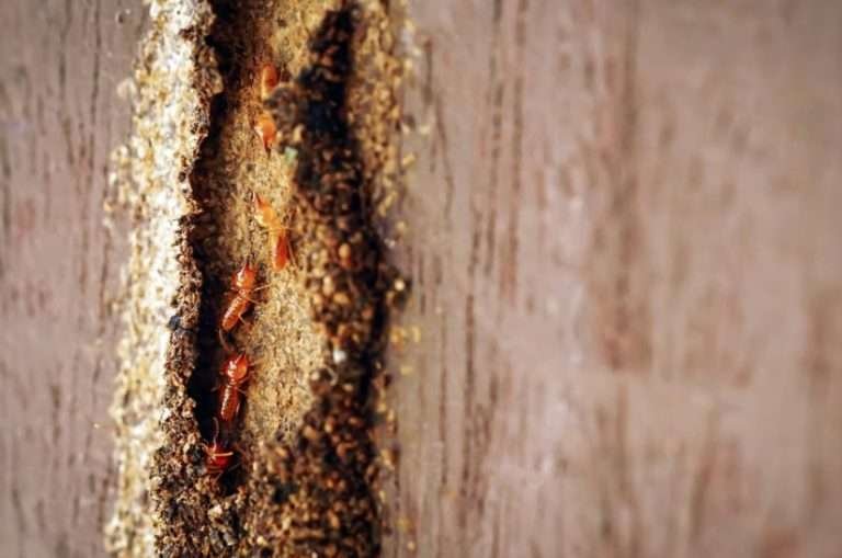 Read more about the article Strategi Alami Membasmi Rayap Kayu yang Perlu Anda Ketahui