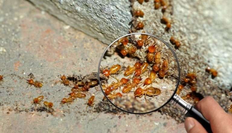 Read more about the article Teknik Ampuh dan Murah Menghilangkan Rayap dari Rumah Anda