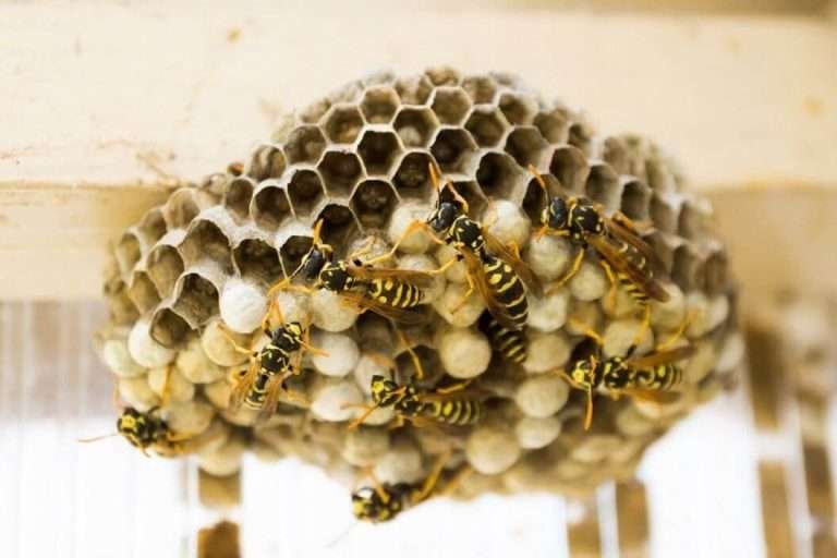 Read more about the article 6 Kebiasaan Tawon Liar Yang Perlu Kamu Tahu