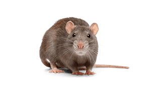 tikus