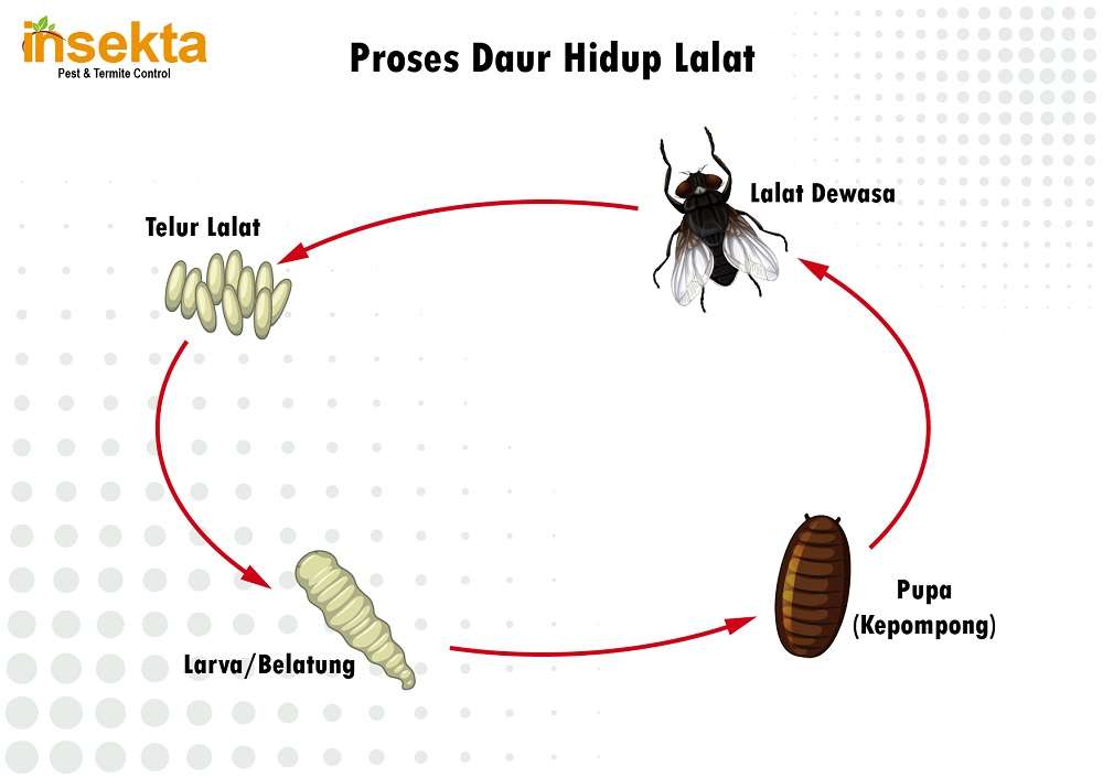 gambar proses daur hidup lalat