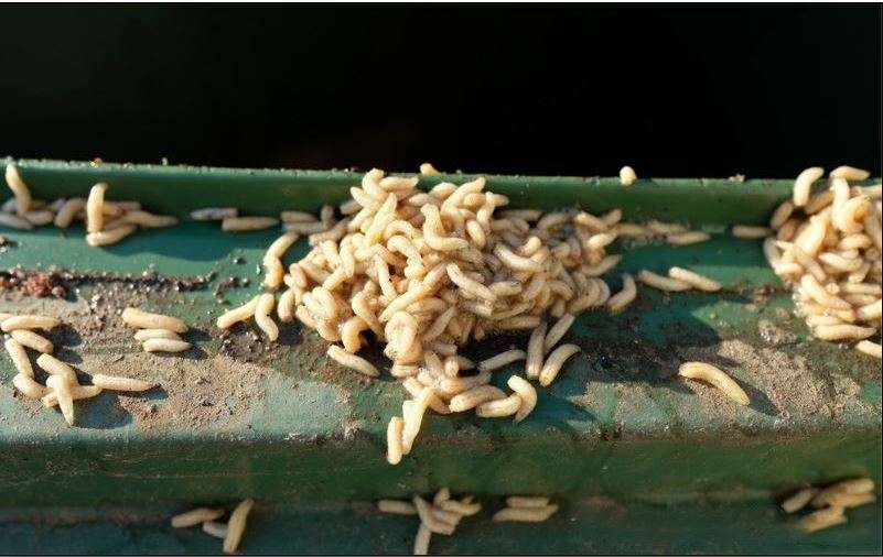 gambar larva lalat