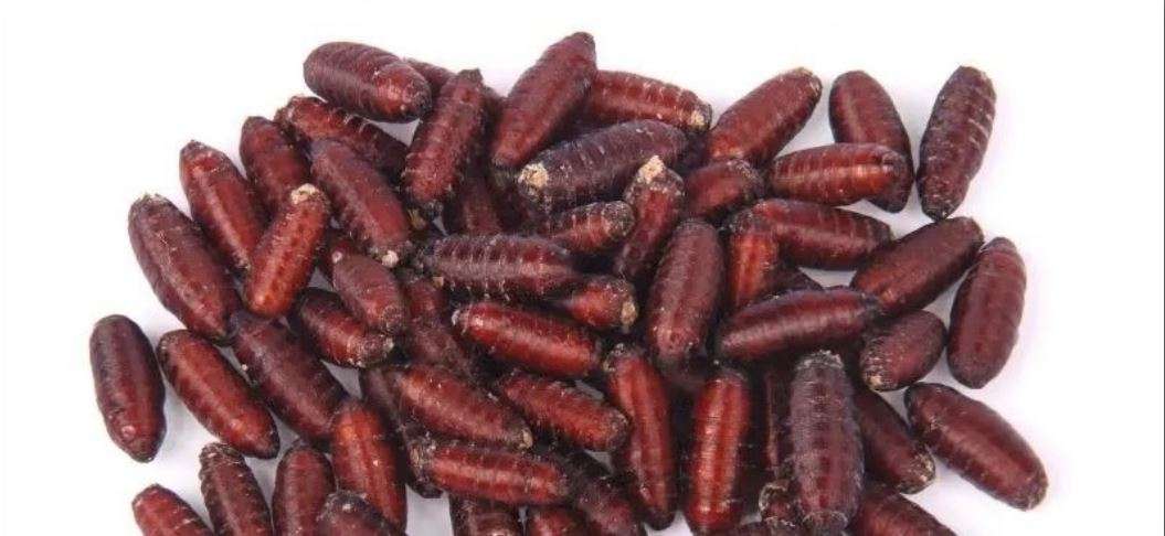 Gambar Pupa lalat