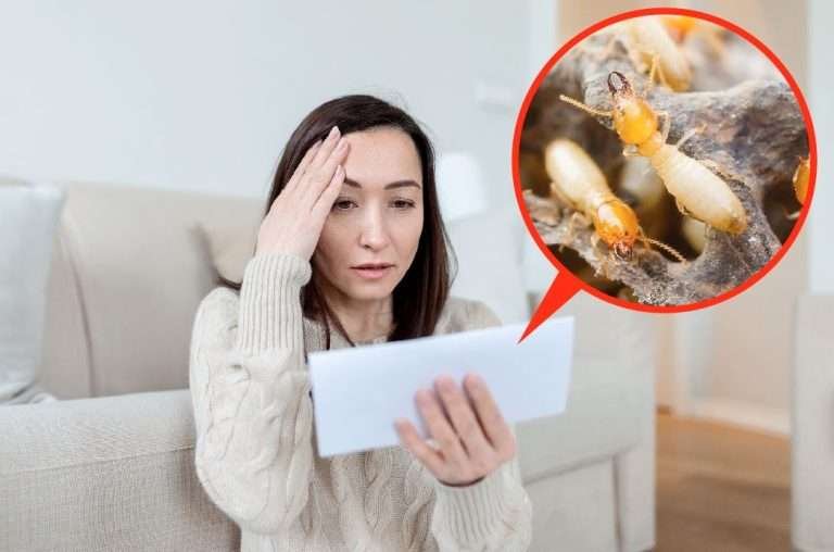 Read more about the article 4 Kerugian Biaya yang Bisa Diakibatkan oleh Rayap