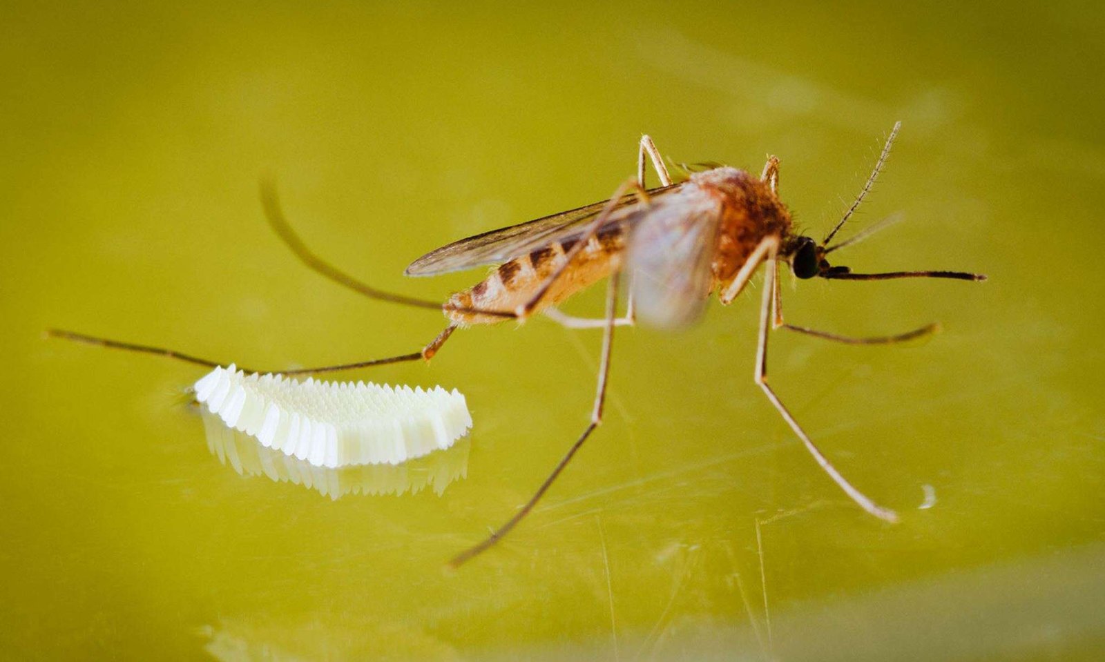 Read more about the article Ketahui Berapa Lama telur Nyamuk Menetas