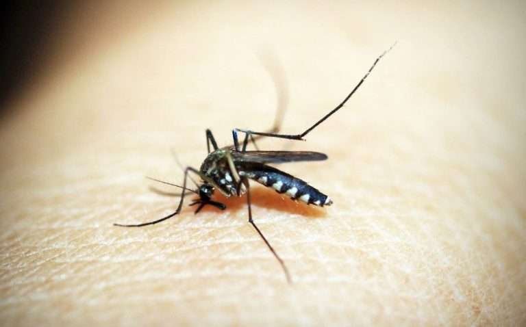 Read more about the article Cara Penularan Nyamuk Malaria dan Cara Pencegahannya