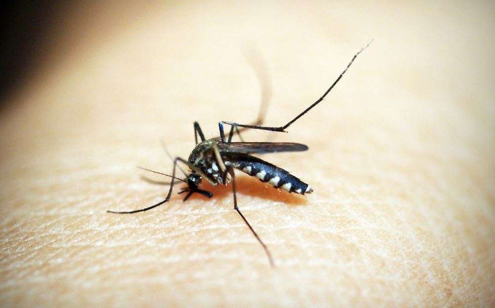 nyamuk malaria
