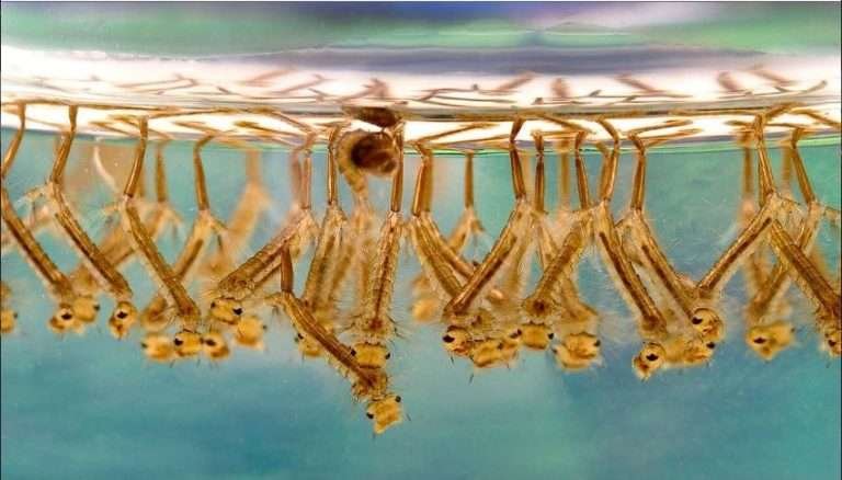 Read more about the article Cara Mengendalikan Nyamuk Dengan Menjaga Kebersihan Lingkungan