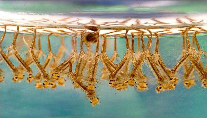 larva nyamuk