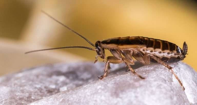 Read more about the article Cara Mengatasi Kecoa Jerman di Rumah dengan Efektif