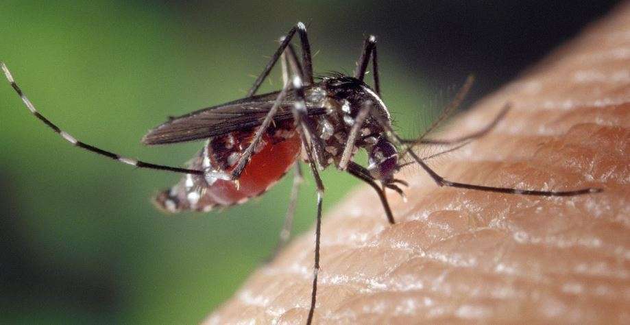 nyamuk aedes