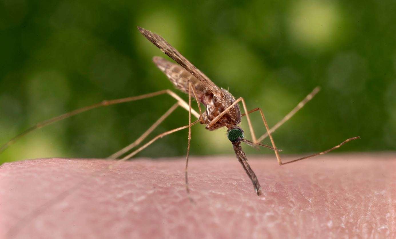 nyamuk anopheles