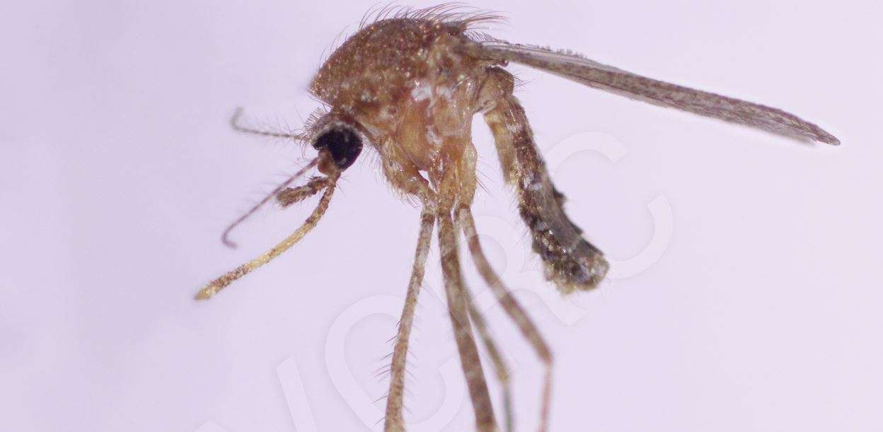 nyamuk mansonia