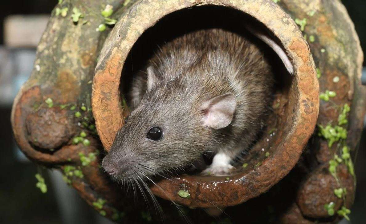 tikus got