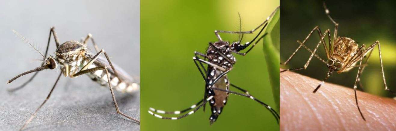 nyamuk anopheles