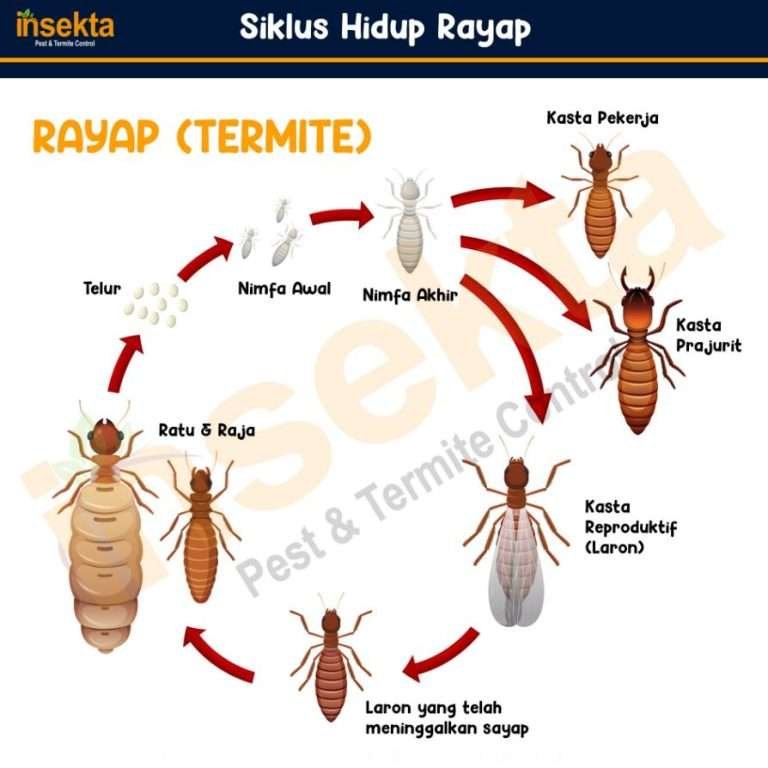 Read more about the article 4 Siklus hidup Rayap dan Perkembang Biakannya