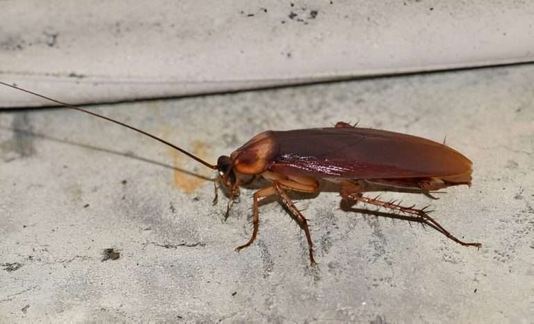 Read more about the article Mengenal Kecoa Amerika Dan Cara Mengatasinya