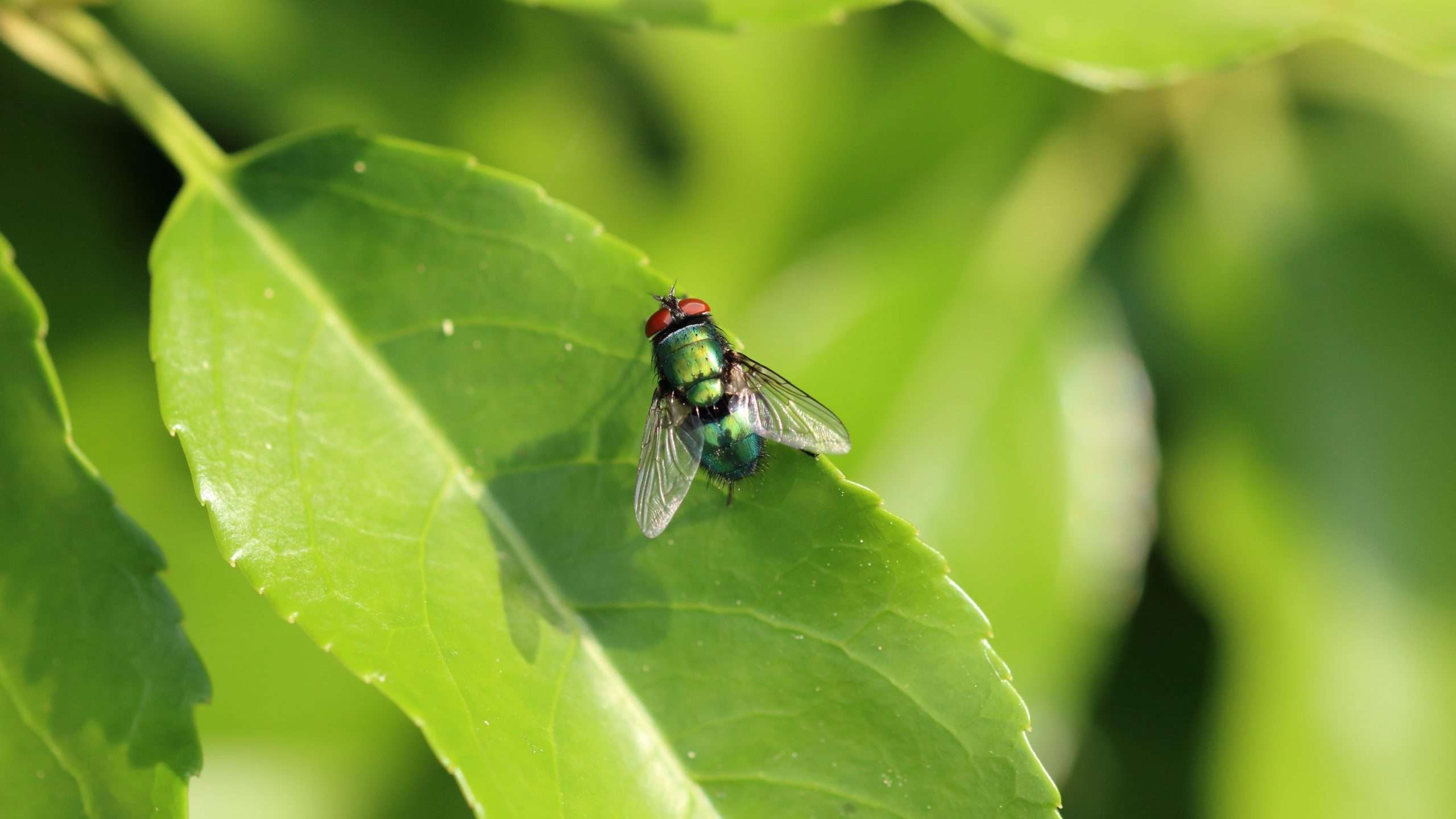 lalat hijau