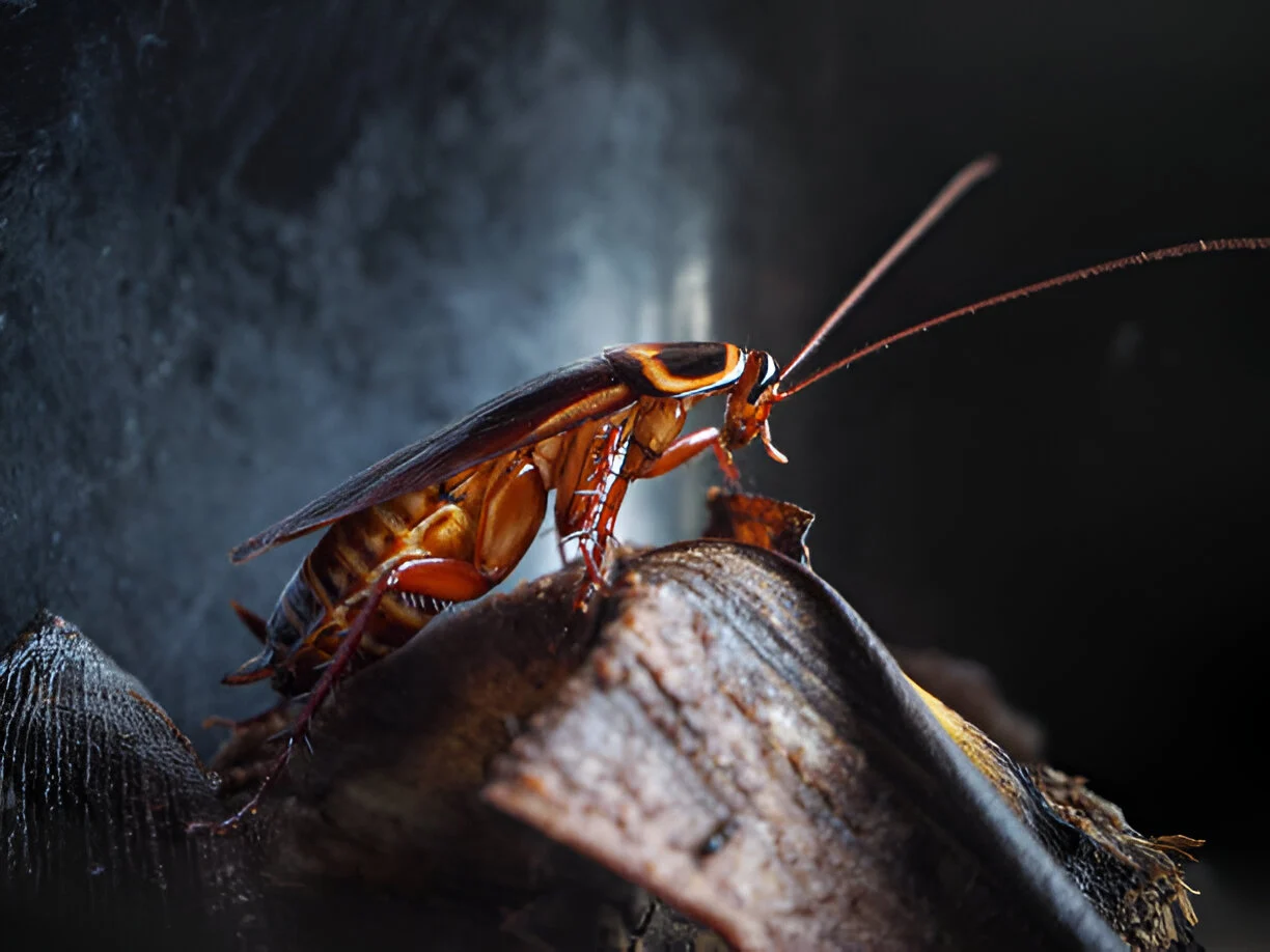 You are currently viewing Apa Nama Serangga Yang Termasuk Hama Dalam Bangunan?